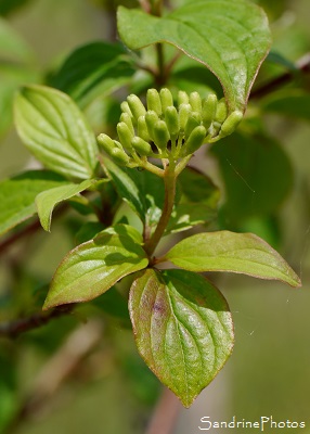 Cornouiller sanguin, Cornus sanguinea, Feuilles et fleurs en boutons, Arbres et arbustes du Poitou-Charentes, Nouvelle-Aquitaine, (21)