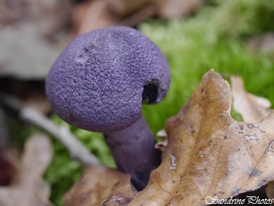 Cortinaire violet, Cortinarius violaceus, Champignon à lames violet, Purple mushroom, Bouresse, Poitou-Charentes, Nature en France, Octobre 2014
