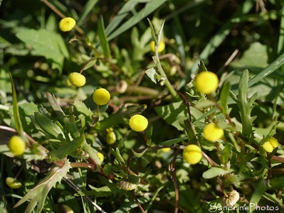 Cotule pied-de-corbeau, Cotula coronopifolia, Fleurs sauvgaes jaunes des Marais de Brière, Rozé, Loire-Atlantique (52)