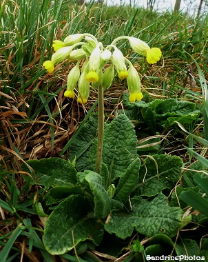 Coucou, Primula veris, Primevère officinale, Fleurs sauvages du Poitou-Charentes, Bouresse (2)