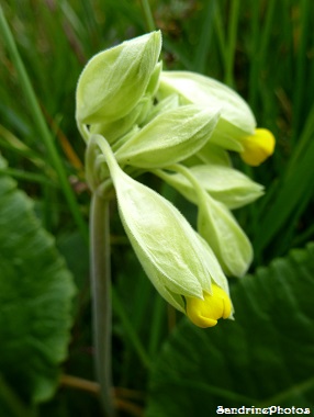 Coucou, primula veris, Primevère sauvage, Fleurs sauvages du Poitou-Charentes, Bouresse, avril 2013 