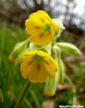 Coucou, primula veris, Primevère sauvage, Fleurs sauvages du Poitou-Charentes, Bouresse, avril 2013 (1)