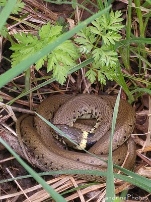 Couleuvre à collier, Jeune couleuvre avec collier jaune, Natrix natrix, Reptiles du Poitou, Sud-Vienne, La Grand`Font, Bouresse (29)