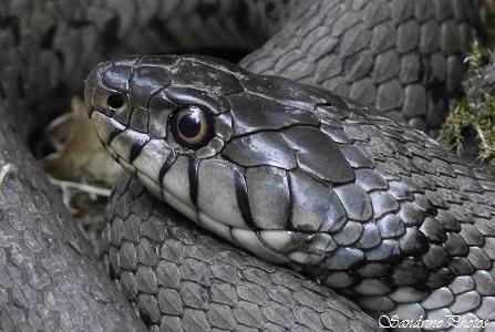 Couleuvre à collier, Natrix natrix, Grass snake, Reptiles du Poitou-Charentes, Bouresse, SandrinePhotos (12)