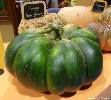 Courge Lady Godiva, citrouilles, cucurbitacées, Jean Rolland, Les Mornes de Queaux, 86150 Queaux, Vienne, Poitou-Charentes