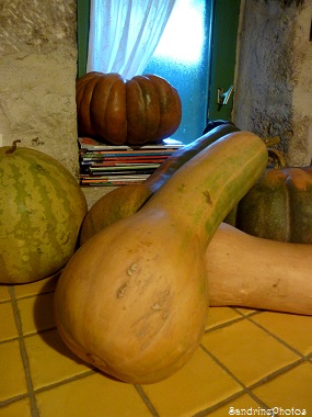 Courge longue de Nice, Cucurbitacées, courges, citrouilles et potirons, Bouresse, Poitou-Charentes, 2013 (12)