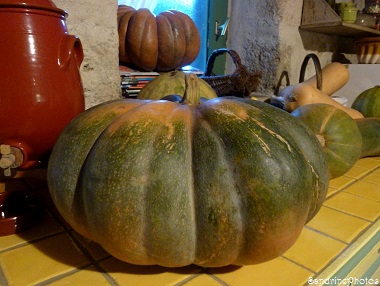 Courge musquée de Provence, Muscade, Cucurbitacées, courges, citrouilles et potirons, Bouresse, Poitou-Charentes, 2013 (3)