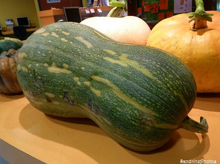 Courge pleine de Naples, citrouilles, cucurbitacées, Jean Rolland, Les Mornes de Queaux, 86150 Queaux, Vienne, Poitou-Charentes