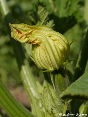 Courgette, Zucchini, Vegetables of the garden, Un petit tour au potager, Jardin, Bouresse (17)