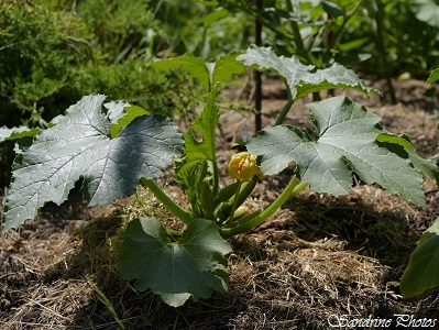 Courgette, Zucchini, Vegetables of the garden, Un petit tour au potager, Jardin, Bouresse (18)