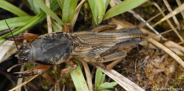 Courtilière, Taupe-grillon, Taupette, Gryllotalpa gryllotalpa, Orthoptères, Insectes, Autour de l`Etang de Miel, Corrèze 2016 (28)