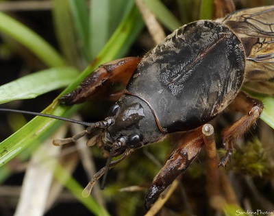 Courtilière, Taupe-grillon, Taupette, Gryllotalpa gryllotalpa, Orthoptères, Insectes, Autour de l`Etang de Miel, Corrèze 2016