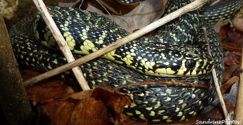 couleuvre verte et jaune, Hierophis viridiflavus, Serpents du Poitou-Charentes, Snakes, Reptiles, Bouresse -Vienne (2)