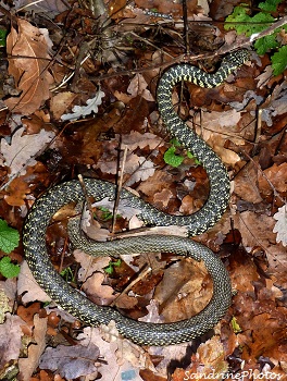 couleuvre verte et jaune, Hierophis viridiflavus, Serpents du Poitou-Charentes, Snakes, Reptiles, Bouresse -Vienne 86  (3)
