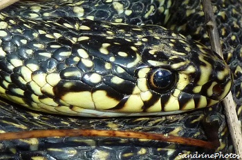 couleuvre verte et jaune, Hierophis viridiflavus, Serpents du Poitou-Charentes, Snakes, Reptiles, Bouresse -Vienne 86 (4)