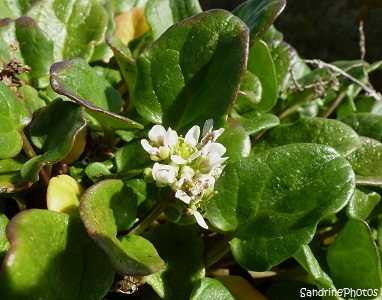 Cranson officinal Cochlearia officinalis Bretagne Château du Taureau baie de Morlaix Finistère, fleurs sauvages des côtes bretonnes, Brittany coasts wild flowers, SandrinePhotos