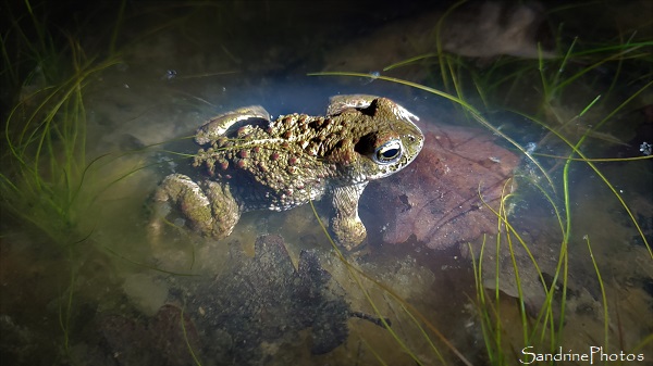 Crapaud calamite, Bufo calamita, Amphibiens du Sud-Vienne, Sortie Fréquence grenouille avec Vienne Nature, Brandes de Lussac-les-Châteaux