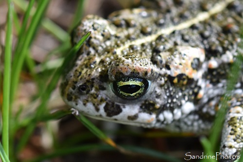 Crapaud calamite, Epidalea calamita, Bufo calamita, Zone sensible de la Grave, Salles Curans, parc éolien, Aveyron juillet 2021 (11)