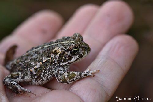 Crapaud calamite, Epidalea calamita, Bufo calamita, Zone sensible de la Grave, Salles Curans, parc éolien, Aveyron juillet 2021 (3)