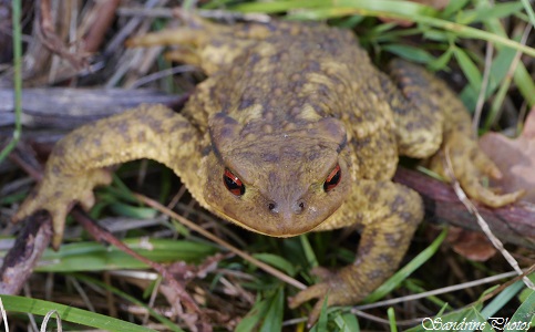 Crapaud épineux, Bufo bufo, Autres petites bêtes, Bouresse, Poitou-Charentes(3)