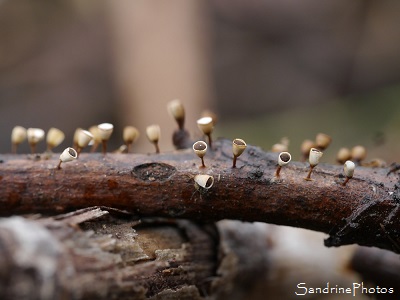 Craterium minutum, minuscules champignons sur brindilles, Jardin Le Verger,  Bouresse 86
