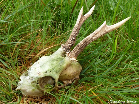 crâne de jeune chevreuil avec ses bois, young roe deer crane with its woods, horns, Sur la piste des animaux sauvages, Sandrinephotos, Bouresse, Poitou-Charentes