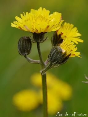 Crépide à vésicules, Crepis vesicaria, Fleur jaune sauvage, Yellow wild flower, Jardin, Le Verger, Bouresse 86, Biodiversité du Sud-Vienne (147)