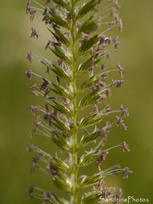 Crételle des prés, Cynosurus cristatus, Poacaea, Graminées, prairie, Le Verger, Refuge LPO, Bouresse (25)