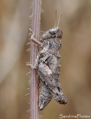 Criquet pansu, Pezotettix giornae, Acrididae, Orthoptères, Criquet gris, Jardin, le Verger, Bouresse 86, Poitou, Biodiversité en région Nouvelle-Aquitaine (36)