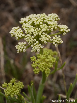 Criste marine, Crithmum maritimum, Fleurs sauvages des côtes bretonnes, Piriac, sentier des douaniers 44 (2)