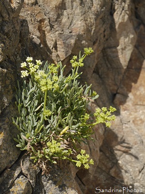 Criste marine, Crithmum maritimum, Plage de Logui, Pénestin, Loire-Atlantique, Bretagne (16)