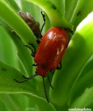 criocères du lis Lilioceris Lilii Coléoptères (1)