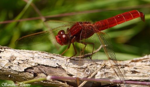 Crocothemis erythraea, Crocothémis écarlate, Crocothemis, Libellules, Odonates du Poitou-Charentes, SandrinePhotos