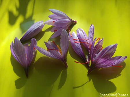 Crocus à Safran, Crocus sativus, fleurs mauves, épices, le Verger, Bouresse, Sud-Vienne (1)