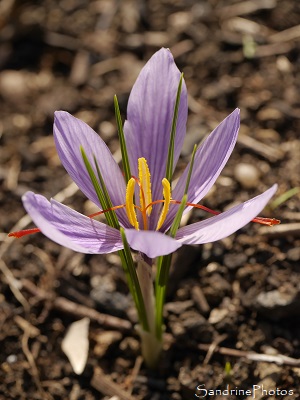 Crocus à Safran, Crocus sativus, fleurs mauves, épices, le Verger, Bouresse, Sud-Vienne (14)