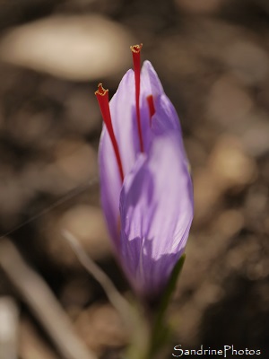 Crocus à Safran, Crocus sativus, fleurs mauves, épices, le Verger, Bouresse, Sud-Vienne (15)