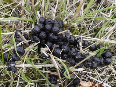 Crottes de chevreuil, Jardin, le Verger, Bouresse, Poitou, Biodiversité en région Nouvelle-Aquitaine 86 (42)