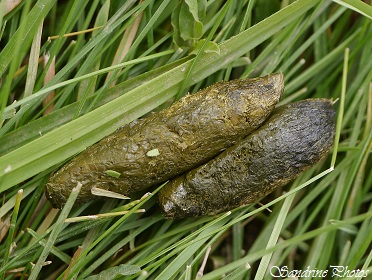 Crottes de ragondin, Myocastor coypus, Mammifère du Poitou-Charentes, Bouresse, Gouex (1)