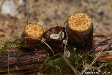 Crucibule lisse, rucibulum laeve, Nidulariales, Champignons en coupe sur une brindille morte, Bouresse, Sud Vienne (10)