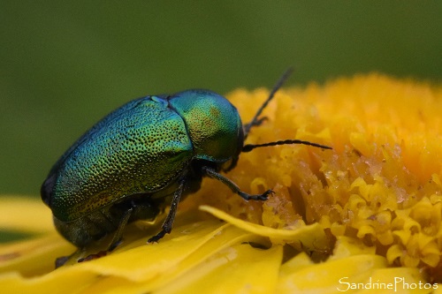 Cryptocéphale soyeux sur Camomille des teinturiers, Cryptocephalus sericeus, Insecte coléoptère vert métallique, le Verger, Bouresse (4)