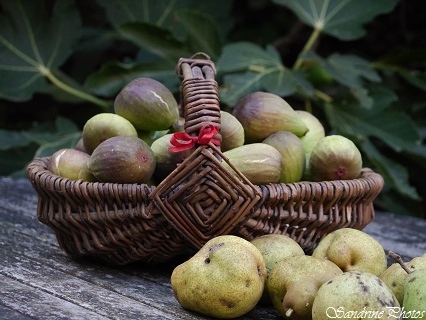 Cueillette d`automne, Picking up fruits in autumn, Figs and pears, Panier de figues et cueillette de poires, Bouresse, Poitou-Charentes, France, SandrinePhotos (5) (4)