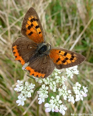 Cuivré commun, Lycaena phlaeas, Papillons de jour, Moths and butterflies, Bouresse, Poitou-Charentes Octobre 2013 (70)