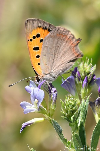 Cuivré commun, Lycaena phlaeas, Papillons de jour, Rougiers de Camarès, au départ de Gissac (52)