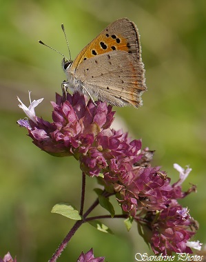 Cuivré commun, Lycaena phlaeas, papillon de jour orange et marron, petite taille, Little orange and brown butterfly, Le Goberté, Chemins de randonnées, Poitou-Charentes (5)