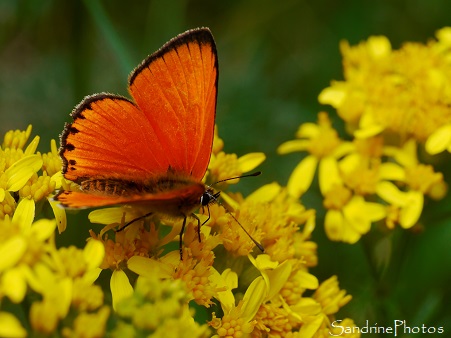 Cuivré de la Verge d`or mâle, Lycaena virgaureae, Heodes virgaureae, Lycaenidae, Papillon de jour, Mont Aigoual (10)