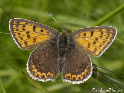 Cuivré fuligineux, Lycaena tityrus Femelle, Lycaenidae, Papillons de jour, Butterflies of Aquitaine-Limousin-Poitou-Charentes, Le Verger, Bouresse (16)