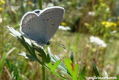 Cupido alcetas, Azuré de la Faucille, papillon de jour, Grey little azuré butterfly, Bouresse Poitou-Charentes France