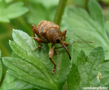 curculio nucum balanin des noisettes (3)