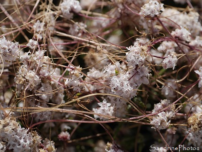 Cuscute du thym, Cuscute épithyme, Cuscuta epithymum, sur ajonc de Le Gall, Fleurs sauvages des côtes bretonnes, Pénestin, sentier des douaniers, Morbihan (96)