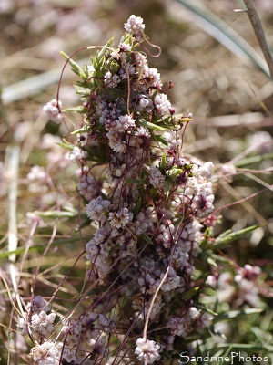 Cuscute épithyme, Cuscute du thym, Cuscuta epithymum, sur ajonc de Le Gall, Fleurs sauvages des côtes bretonnes, Pénestin, sentier des douaniers, Morbihan (2)